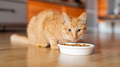 Zašto mačke nikad ne pojedu svu hranu iz činije? Nauka otkriva njihov tajni instinkt