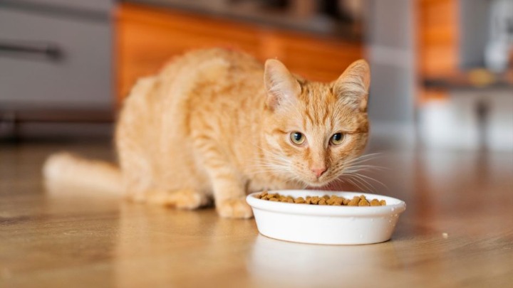 Zašto mačke nikad ne pojedu svu hranu iz činije? Nauka otkriva njihov tajni instinkt