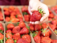 Stigle su jagode na pijace: Ovaj sitan detalj otkriva da li su domaće – a svi ih pogrešno peru