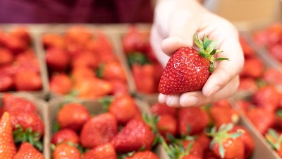 Stigle su jagode na pijace: Ovaj sitan detalj otkriva da li su domaće – a svi ih pogrešno peru