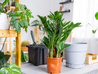 Ova biljka privlači novac kao luda: Bitno je samo daje držite na JEDNOM MESTU u domu 