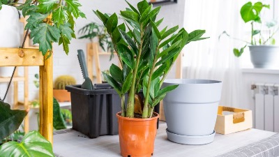 Ova biljka privlači novac kao luda: Bitno je samo daje držite na JEDNOM MESTU u domu 