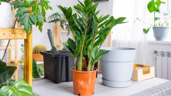 Ova biljka privlači novac kao luda: Bitno je samo daje držite na JEDNOM MESTU u domu 