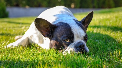 Zašto psi u proleće češće povraćaju? Simptomi koje ne smete ignorisati