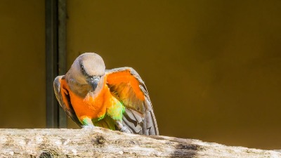 Papagaji koji plešu nisu slučajnost: Nauka otkriva nešto neverovatno