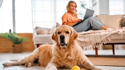 60.000 evra godišnje za život sa psom: Posao iz snova ili odgovornost bez pauze?