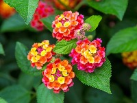 Biljka koja menja izgled dvorišta i tera komarce: Cveta mesecima, a ne traži skoro nikakvu negu