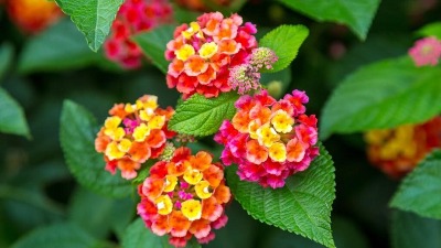 Biljka koja menja izgled dvorišta i tera komarce: Cveta mesecima, a ne traži skoro nikakvu negu