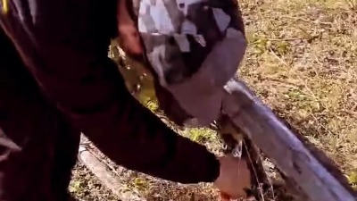 Naš glumac napustio Beograd i pronašao mir na Kosovu: Život na selu mu potpuno promenio svakodnevicu