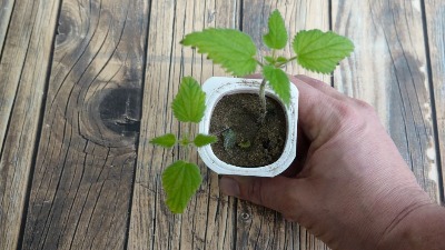 Ova biljka se unosi u kuću pre Đurđevdana: Veruje se da privlači novac, sreću i zdravlje