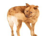 Pas juri svoj rep? Slatko izgleda, ali može da krije ozbiljan zdravstveni problem