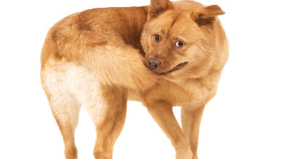 Pas juri svoj rep? Slatko izgleda, ali može da krije ozbiljan zdravstveni problem