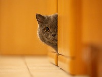 Zašto mačka nestane čim čuje zvono? Skriveni znak koji mnogi vlasnici pogrešno tumače