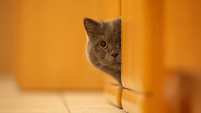 Zašto mačka nestane čim čuje zvono? Skriveni znak koji mnogi vlasnici pogrešno tumače