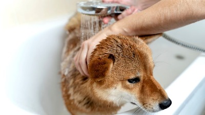 Mnogi vlasnici prave ovu grešku prilikom kupanja psa: Može ozbiljno ugroziti zdravlje, a ove rase su prve na udaru