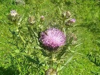 Prirodna podrška jetri i metabolizmu: Biljka koju svakodneno gazimo, a odlična je za zdravlje