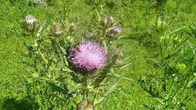 Prirodna podrška jetri i metabolizmu: Biljka koju svakodneno gazimo, a odlična je za zdravlje