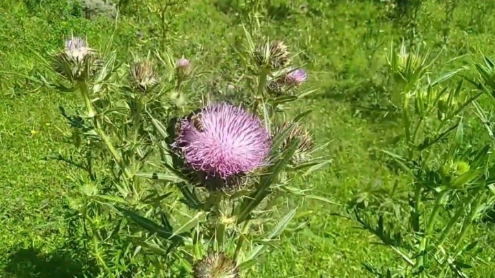 Prirodna podrška jetri i metabolizmu: Biljka koju svakodneno gazimo, a odlična je za zdravlje