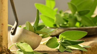 Prirodni antibiotik koji su poštovali još stari Rimljani: Ova biljka „čisti“ organizam i jača ceo imunitet