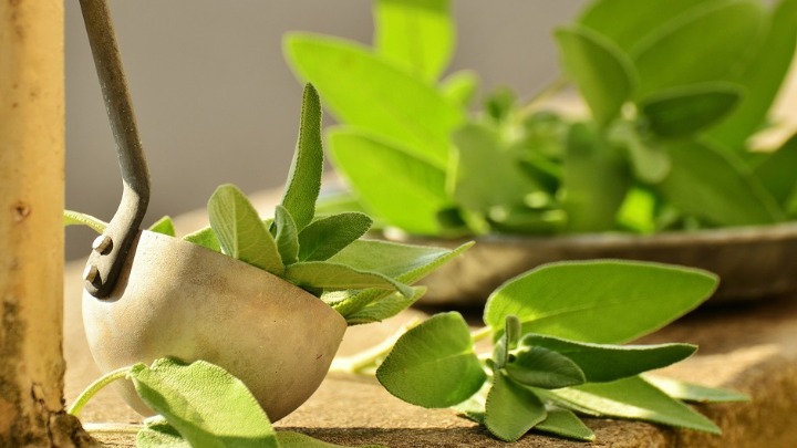 Prirodni antibiotik koji su poštovali još stari Rimljani: Ova biljka „čisti“ organizam i jača ceo imunitet