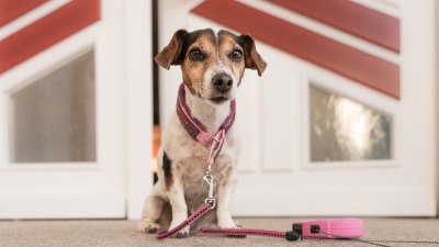 Zašto pas uvek čeka vlasnika pored vrata? Istina će vas iznenaditi