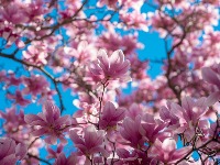 Ova biljka je kraljica proleća: Otkrijte tajnu njenog održavanja i kako da zablista u vašem dvorištu