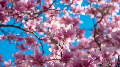 Ova biljka je kraljica proleća: Otkrijte tajnu njenog održavanja i kako da zablista u vašem dvorištu