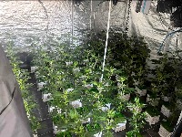 U stanovima napravio laboratorije marihuane: Zaplenjeno 350 biljaka kanabisa (FOTO)