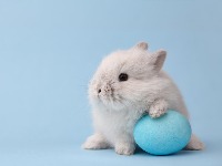 Praznična dekoracija kao skrivena opasnost za ljubimce: Kako neprimetni detalji mogu ugroziti njihovo zdravlje