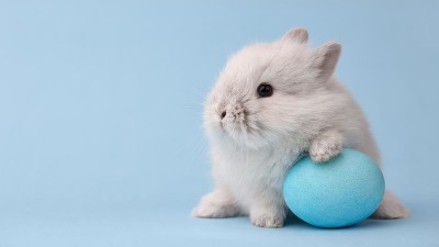 Praznična dekoracija kao skrivena opasnost za ljubimce: Kako neprimetni detalji mogu ugroziti njihovo zdravlje