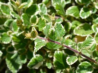 Ovo je biljka koja tera komarce: Prelepa je i lako se održava