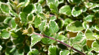 Ovo je biljka koja tera komarce: Prelepa je i lako se održava