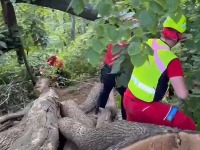 DRAMA NA FRUŠKOJ GORI Muškarac pao sa drveta - usledila akcija spasavanja (FOTO)