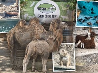 FOTO/VIDEO! Beogradski zoo-vrt pun preslatkih beba: Dvogrba kamila, alpaka, pelikan, patagonijske mare... 