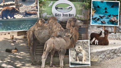 FOTO/VIDEO! Beogradski zoo-vrt pun preslatkih beba: Dvogrba kamila, alpaka, pelikan, patagonijske mare... 