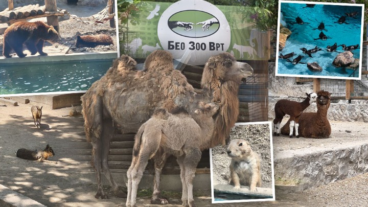 FOTO/VIDEO! Beogradski zoo-vrt pun preslatkih beba: Dvogrba kamila, alpaka, pelikan, patagonijske mare... 