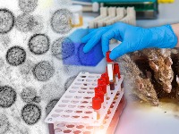 Smrtonosni virus sa "kruzera smrti" STIGAO u Evropu: Hospitalizovana stujardesa!