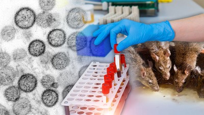 Smrtonosni virus sa "kruzera smrti" STIGAO u Evropu: Hospitalizovana stujardesa!