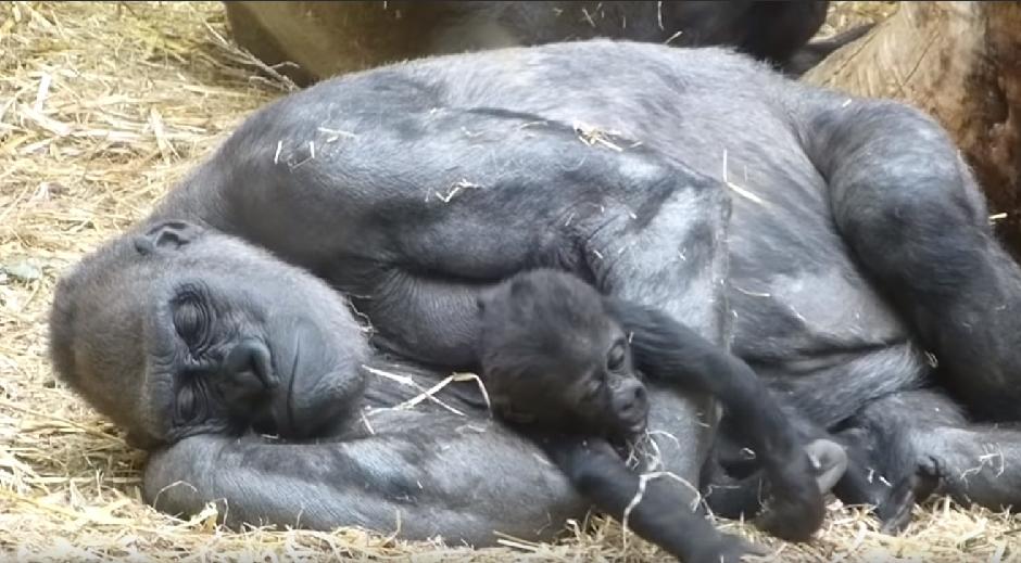 Desetine Majmuna Stradalo U Pozaru U Zoo Vrtu U Nemackoj Svet Direktno