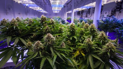 OGROMNA zaplena droge kod Loznice: Oduzeto više od 600 kila narkotika OGROMNA zaplena droge kod Loznice: Oduzeto više od 600 kila narkotika