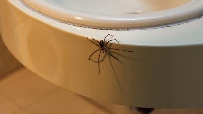 Trikovi kojima ćete zauvek oterati pauke iz kuće