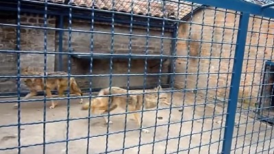 Beogradski Zoološki vrt se seli