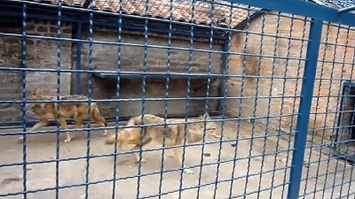 ZLF protiv premeštanja beogradskog Zoo-vrta