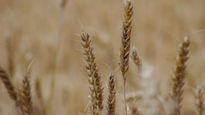 "Otkupna cena pšenice ne pokriva troškove, farmeri u gubitku"