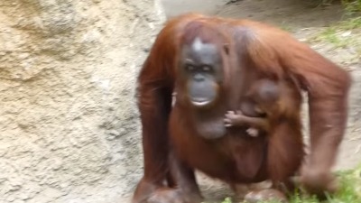 Poskupele Ulaznice Za Zooloski Vrt Beograd Direktno